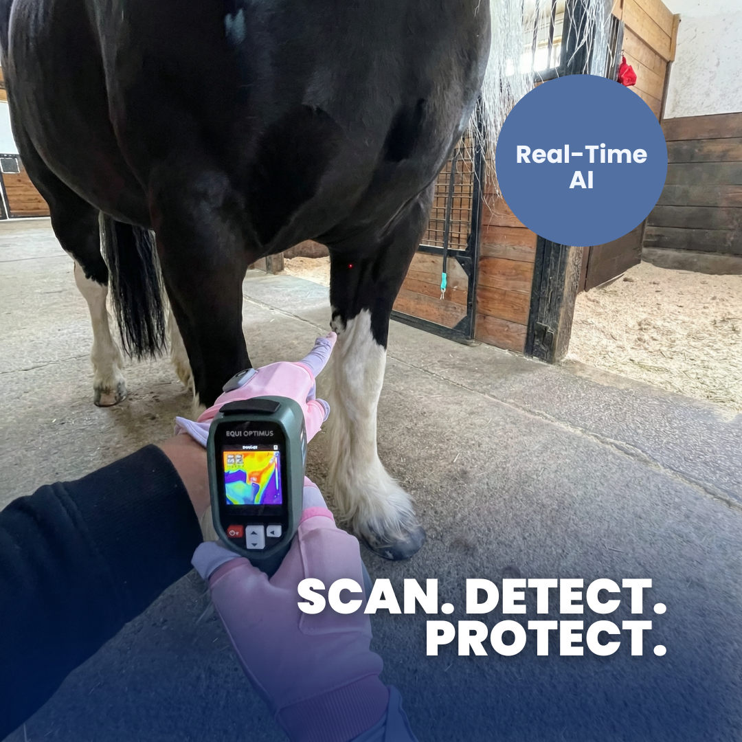 AI Horse Inflammation Detector