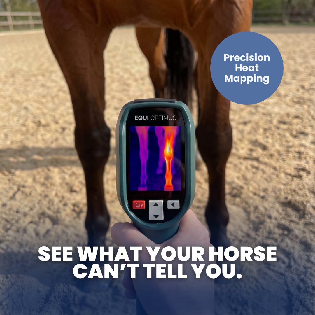 AI Horse Inflammation Detector