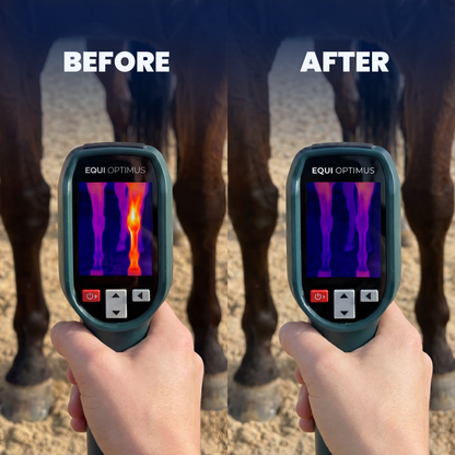 AI Horse Inflammation Detector